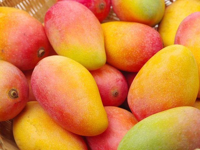 Fresh Kent and Keitt mangoes