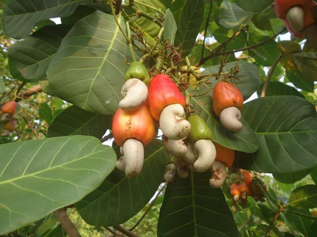 Raw cashew nuts, in shell, on the tree